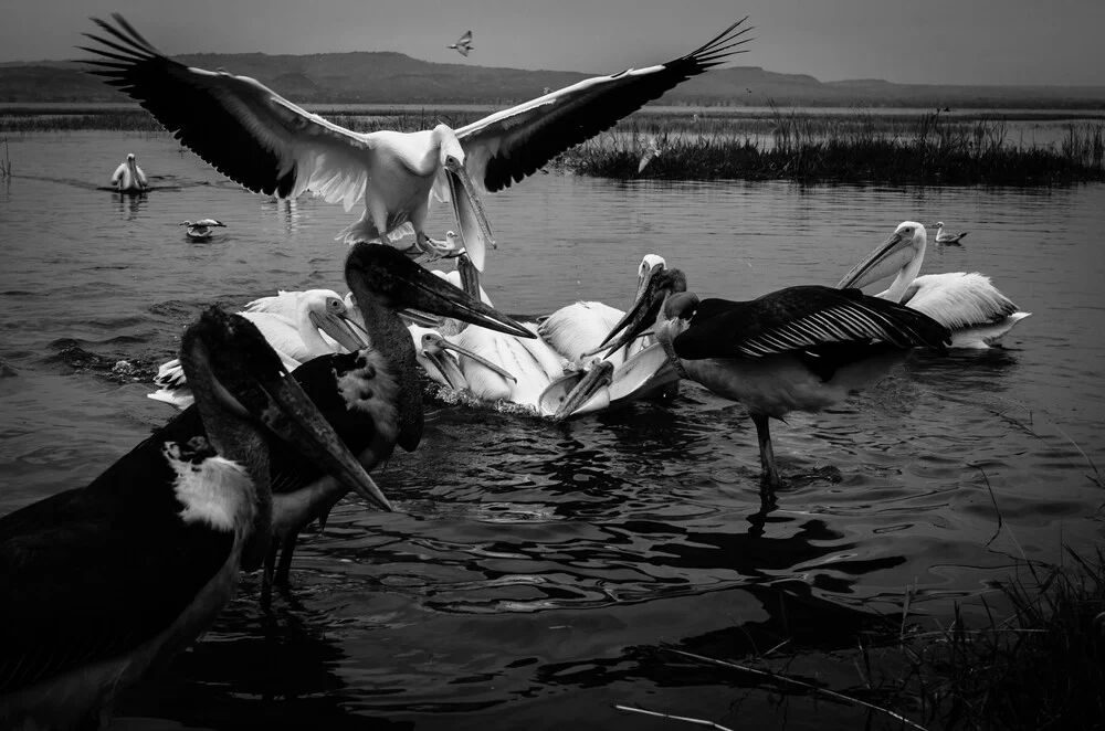 feeding time at lake awasa - Fineart photography by Wojciech Elbich