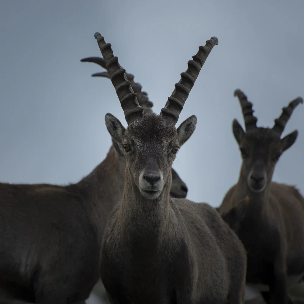 Ibex - Fineart photography by Stefan Huber