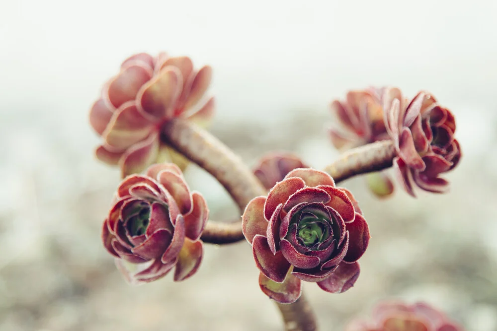 Formentera Rose mit Morgentau - fotokunst von Nadja Jacke
