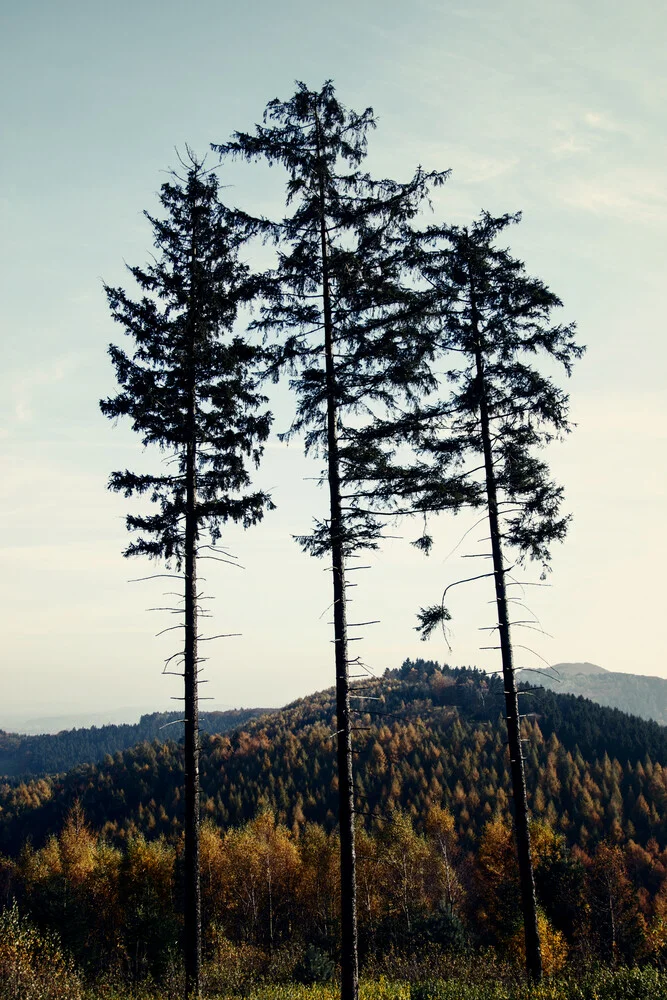 Tönsberg im Teutoburger Wald im Herbst - fotokunst von Nadja Jacke