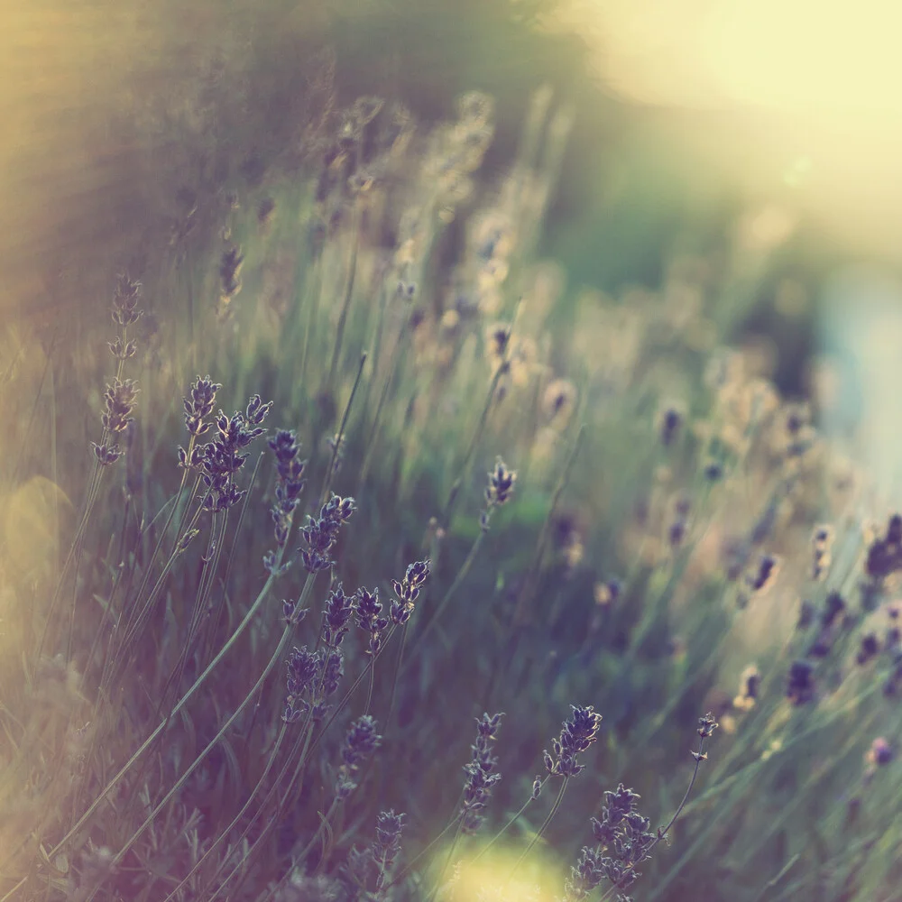 Lavendel im Sonnenlicht - fotokunst von Nadja Jacke
