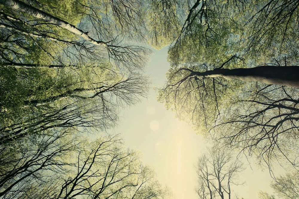 Frühlingshimmel im Teutoburger Wald - fotokunst von Nadja Jacke