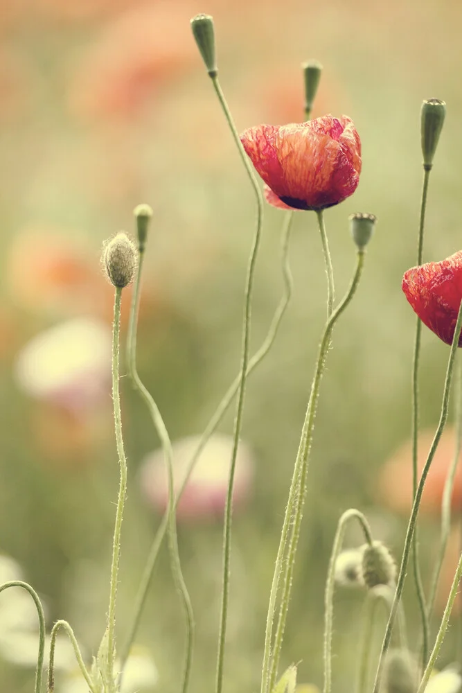 poppy in summer - Fineart photography by Nadja Jacke