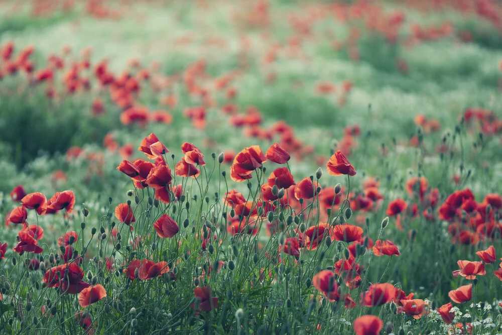 Poppy field in summer - Fineart photography by Nadja Jacke