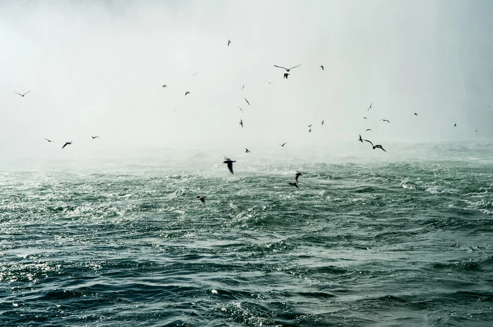 Niagara Falls - Vögel - fotokunst von Laura Droße