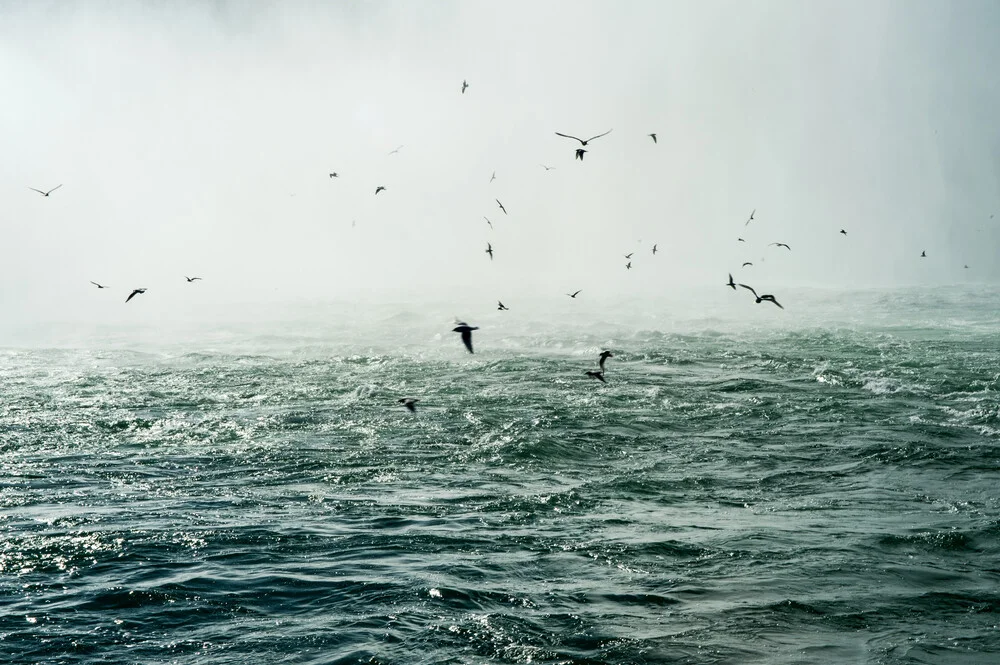 Niagara Falls - Birds - Fineart photography by Laura Droße