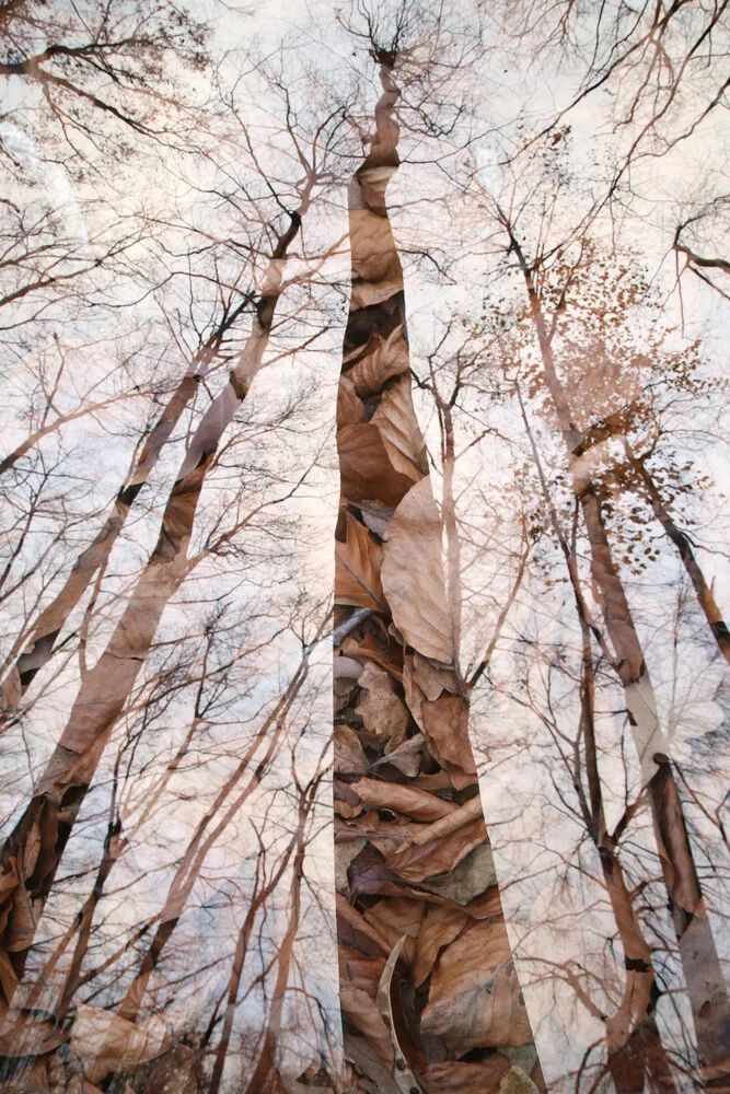 Wald - fotokunst von Rolf Bökemeier