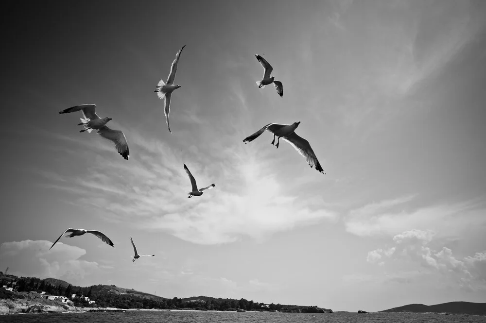 Seagulls enjoying the wind off the coast of Foça, Turkey - fotokunst von Carla Drago
