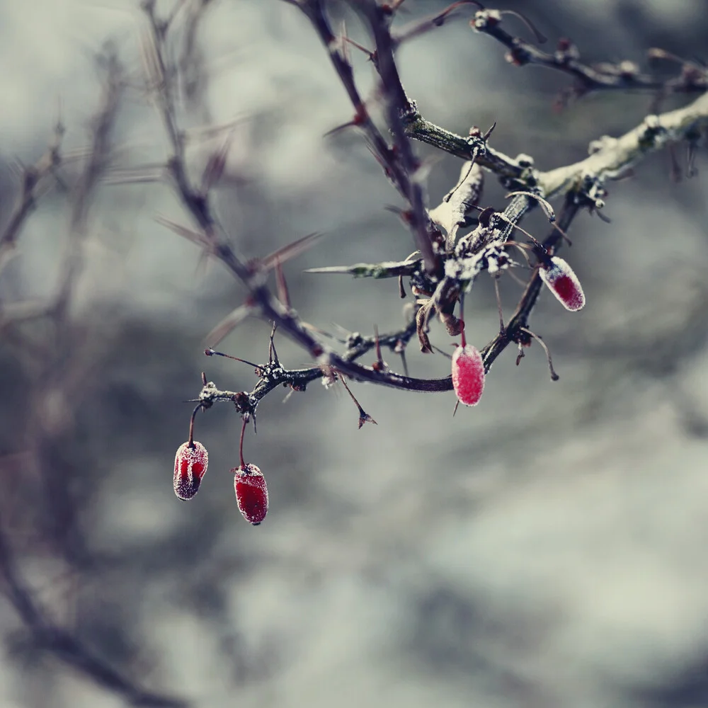 Gefrorene rote Beeren - fotokunst von Nadja Jacke