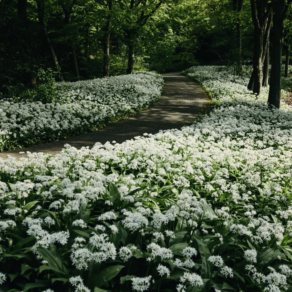 Wild garlic carpet in the Botanical Garden in Bielefeld - Fineart photography by Nadja Jacke