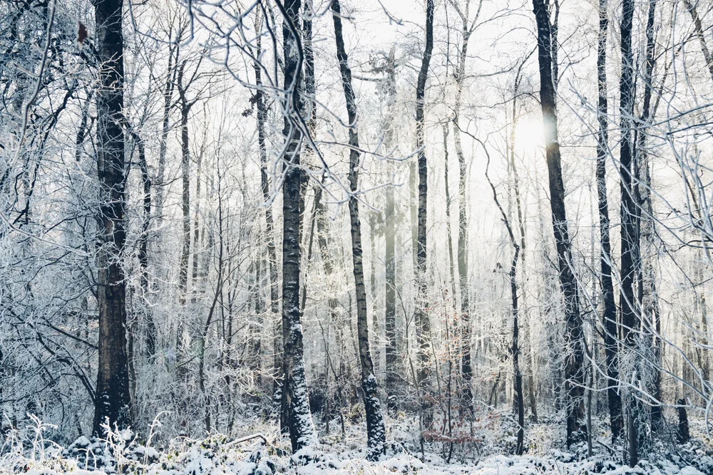 Winter forest with beautiful sunlight - Fineart photography by Nadja Jacke