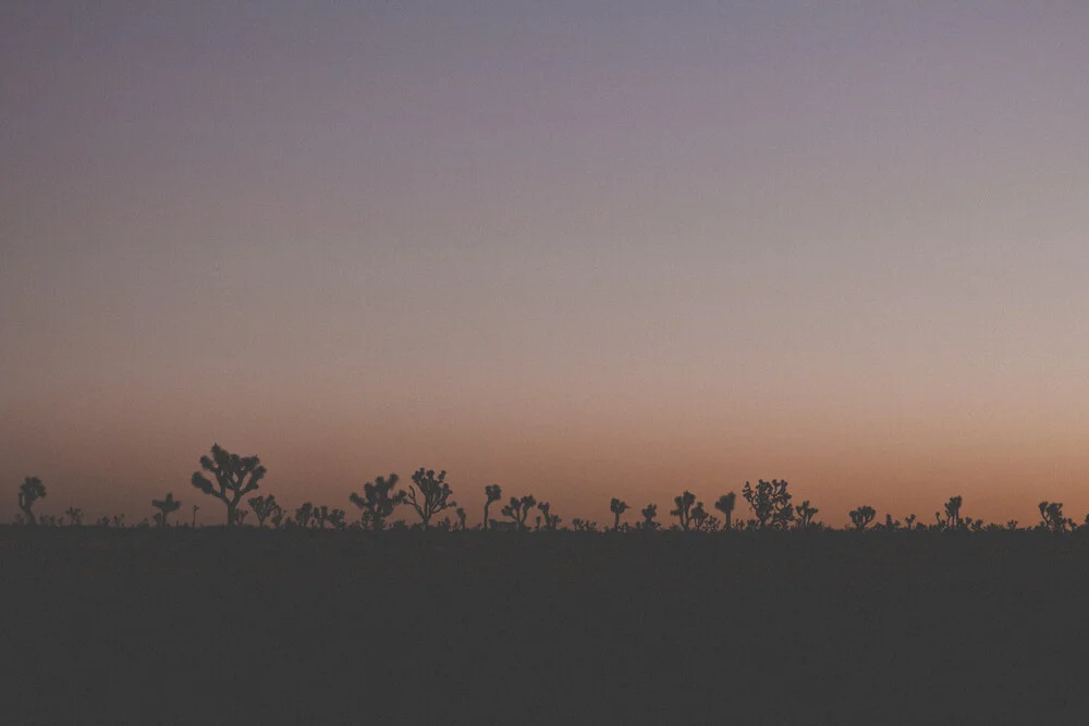 Joshua Tree - fotokunst von Thomas Neukum