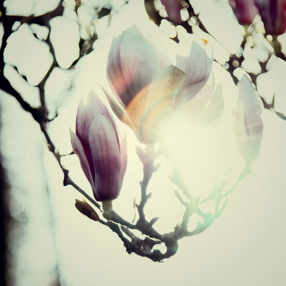 Magnolien-Blüten in der Frühlingssonne - fotokunst von Nadja Jacke