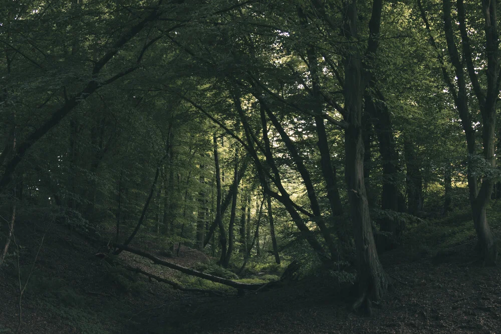 Tief im Wald im Frühling - fotokunst von Nadja Jacke