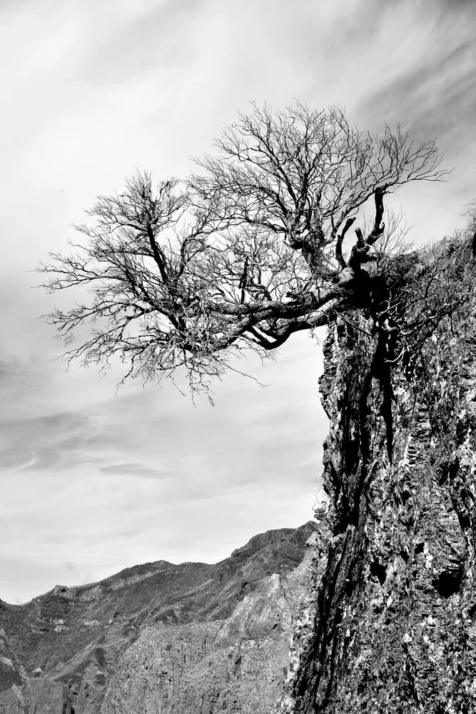 Pine tree in mountains - Fineart photography by Georg Tausche