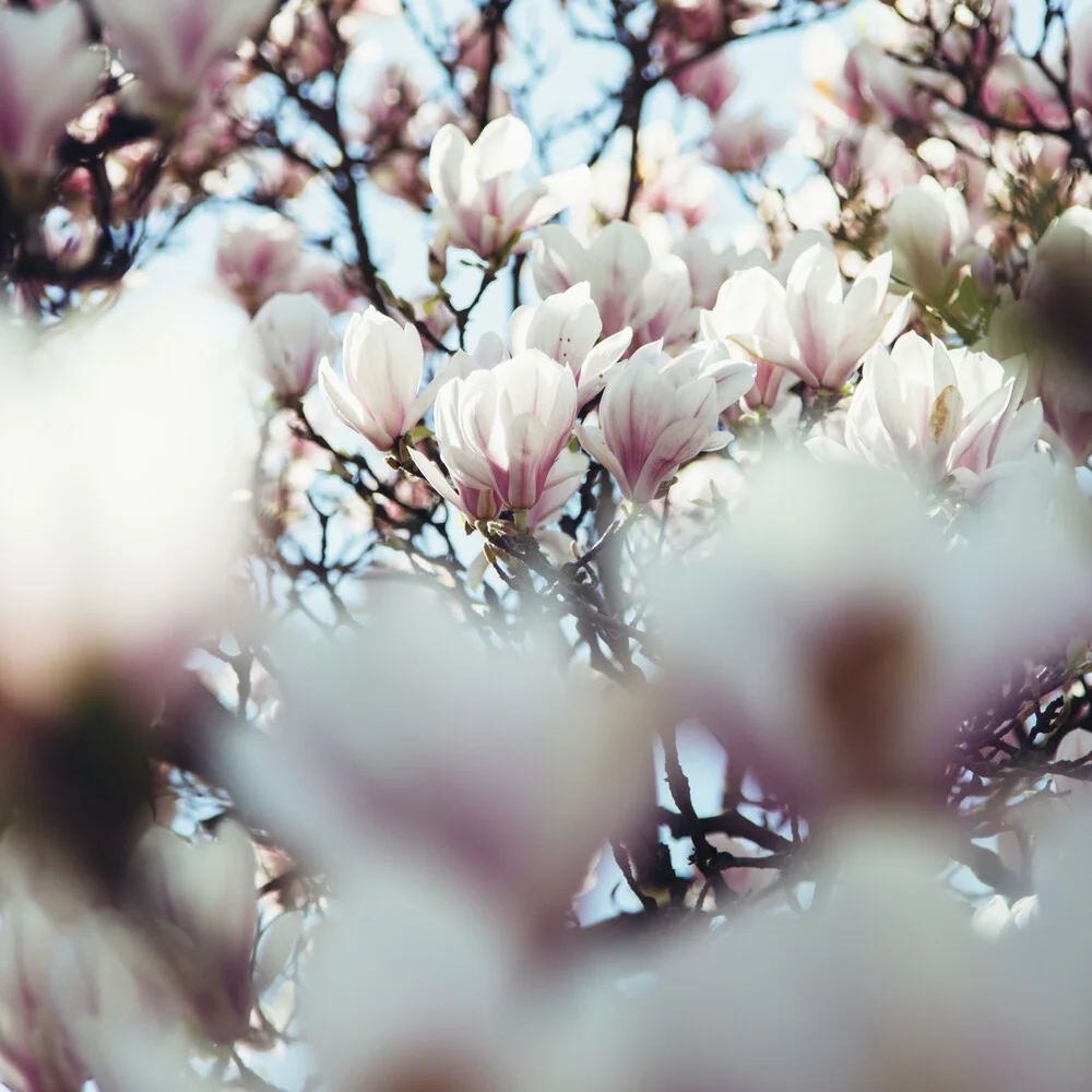 Magnolia blossoms sky - Fineart photography by Nadja Jacke