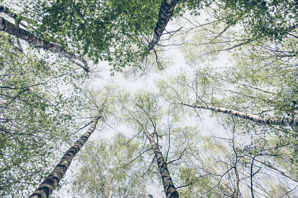 The sky full of birch trees in spring - Fineart photography by Nadja Jacke