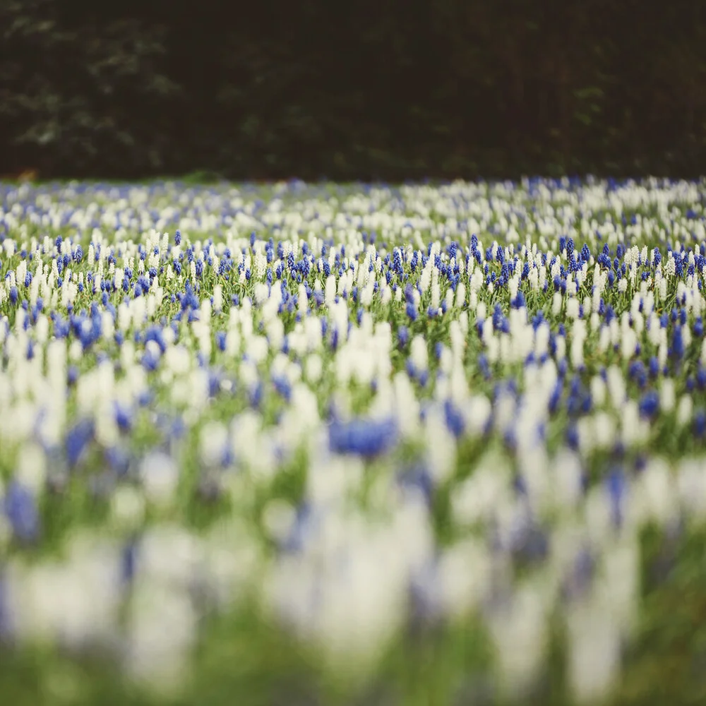 Frühlingswiese in blau-weiß-grün - fotokunst von Nadja Jacke