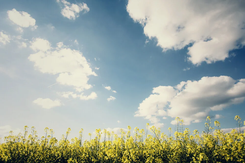 Yellow rape with blue sky in spring - Fineart photography by Nadja Jacke