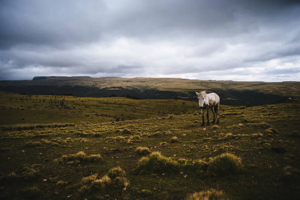 Horse in the Simian - fotokunst von Tahir Karmali