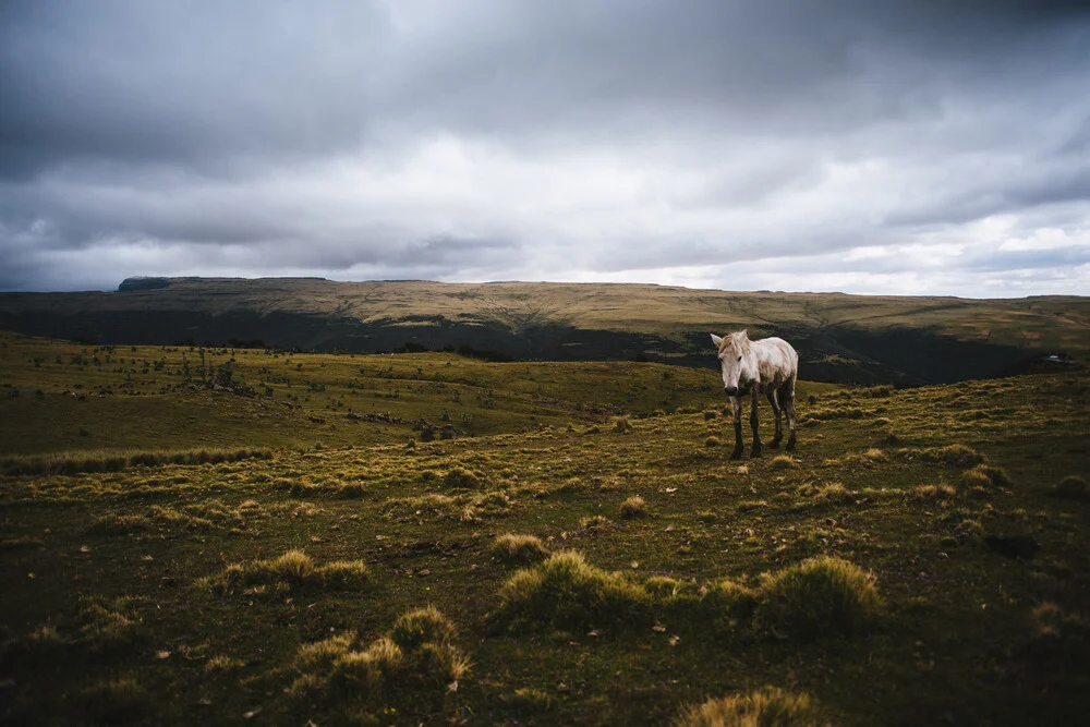 Horse in the Simian - Fineart photography by Tahir Karmali