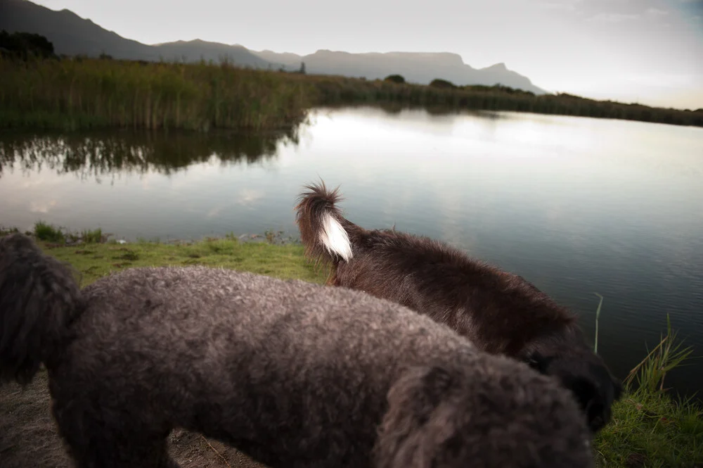 Friends - fotokunst von Jac Kritzinger