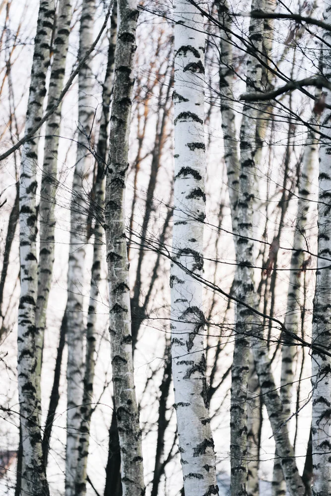 Birkenwald im Sonnenlicht - fotokunst von Nadja Jacke