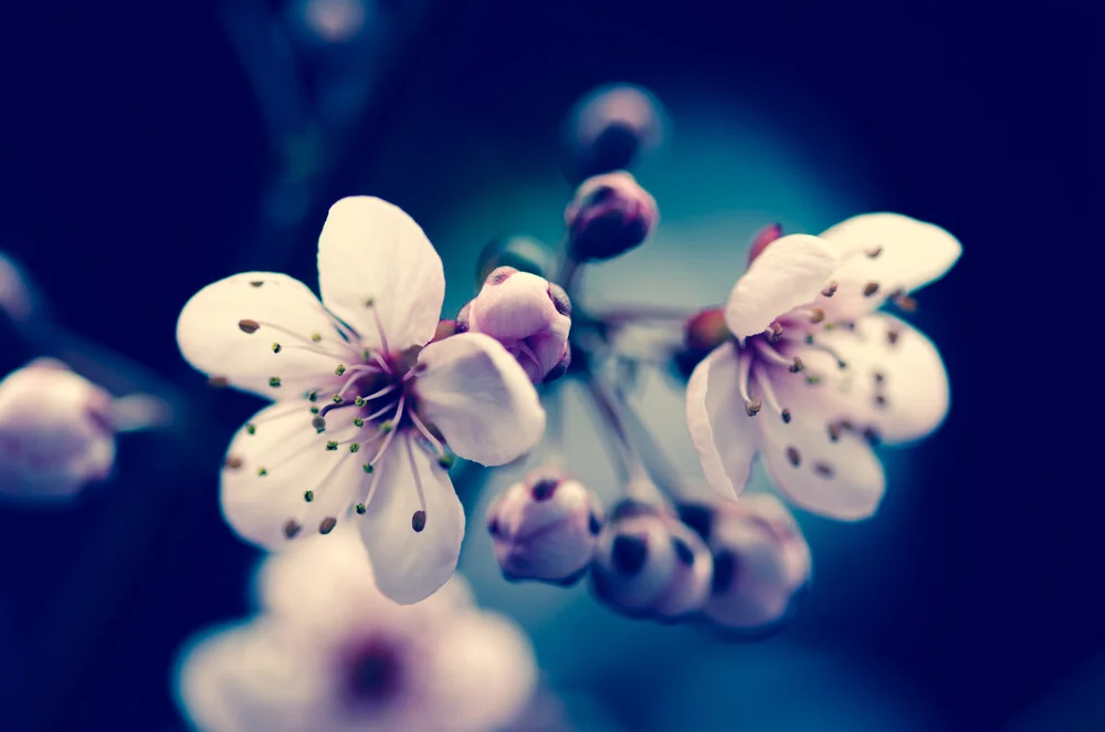 Prunus cerasifera I - Fineart photography by Gabriele Spörl