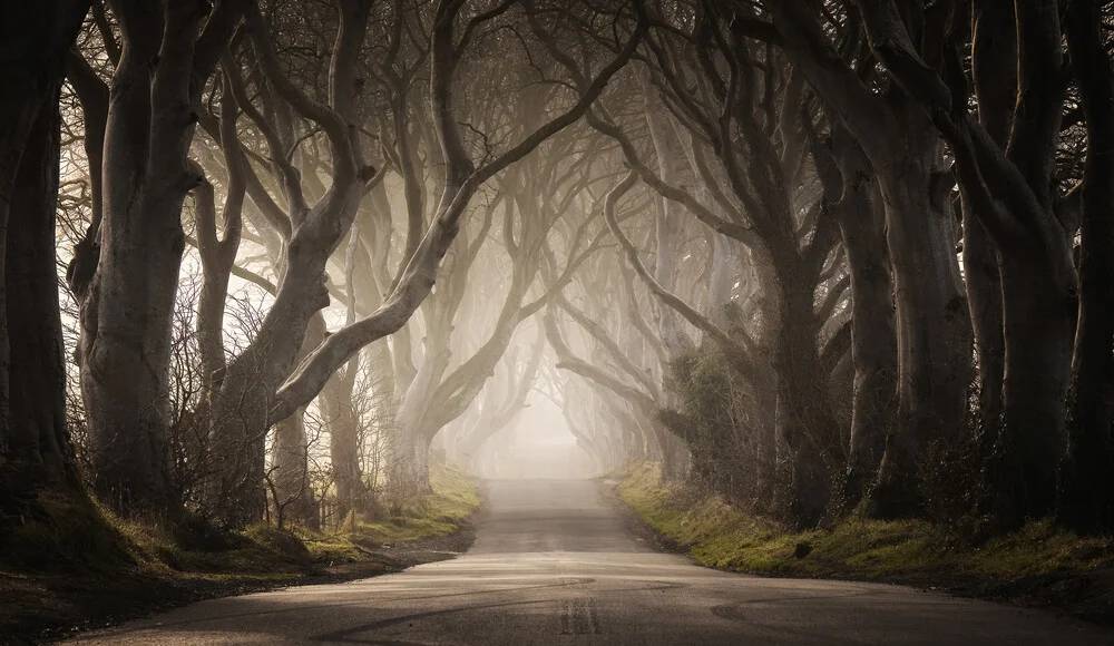 The Dark Hedges - fotokunst von Carsten Meyerdierks