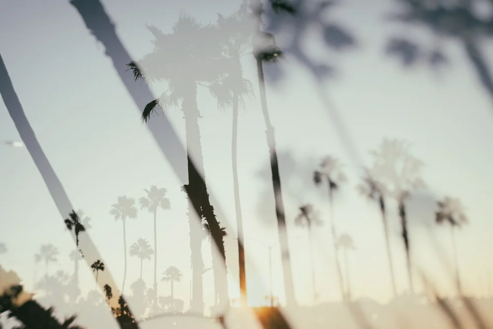 Double Tree Palms - fotokunst von Roman Becker