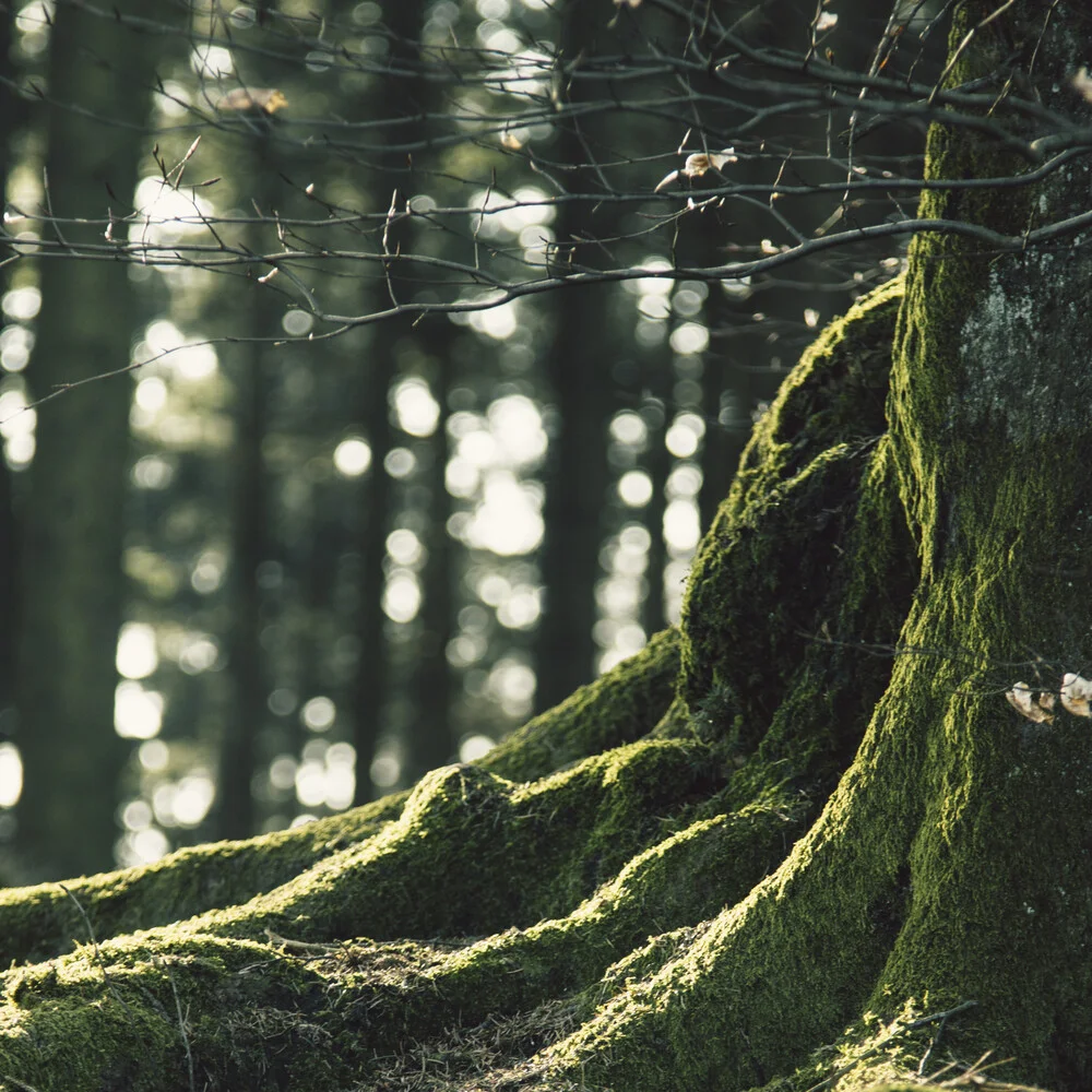 Teutoburger Wald - fotokunst von Nadja Jacke