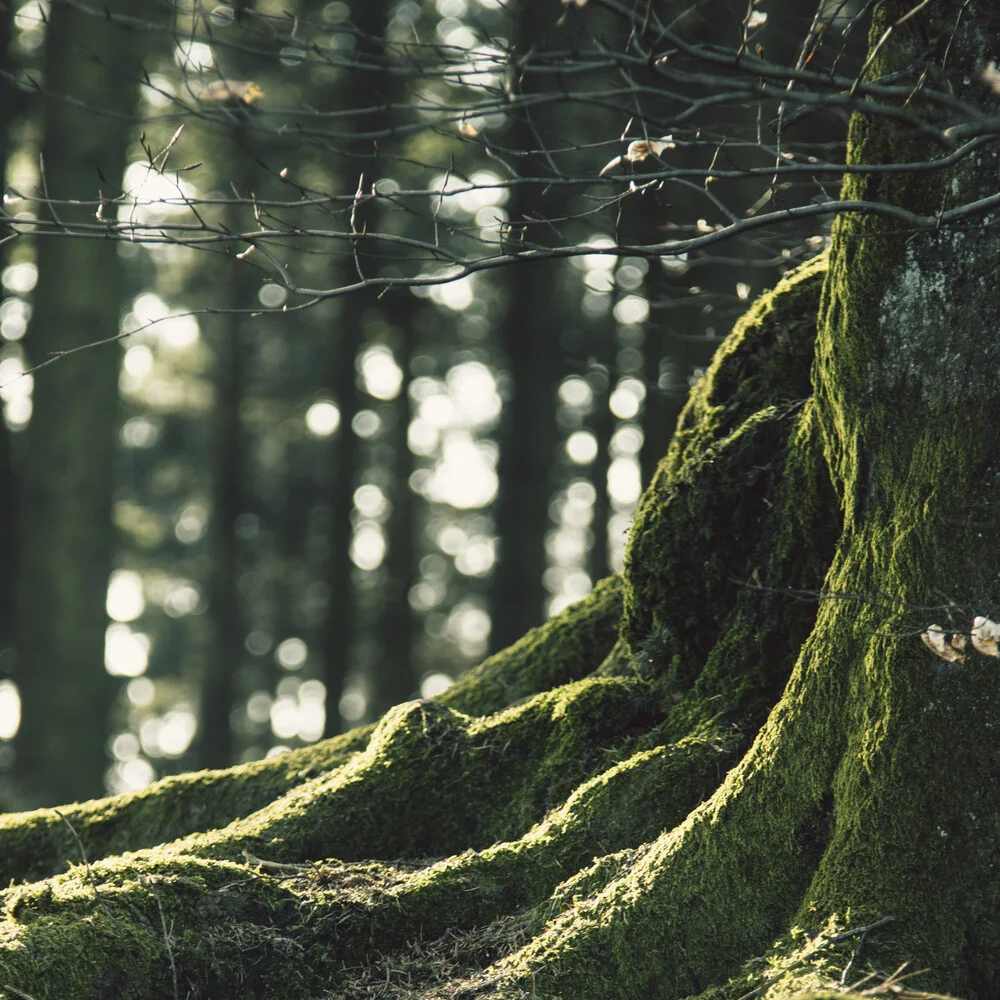 Teutoburg Forest - Fineart photography by Nadja Jacke