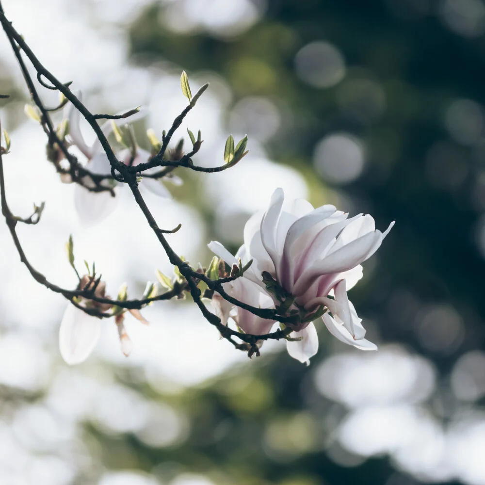 Zauberhafte Magnolienblüten - fotokunst von Nadja Jacke