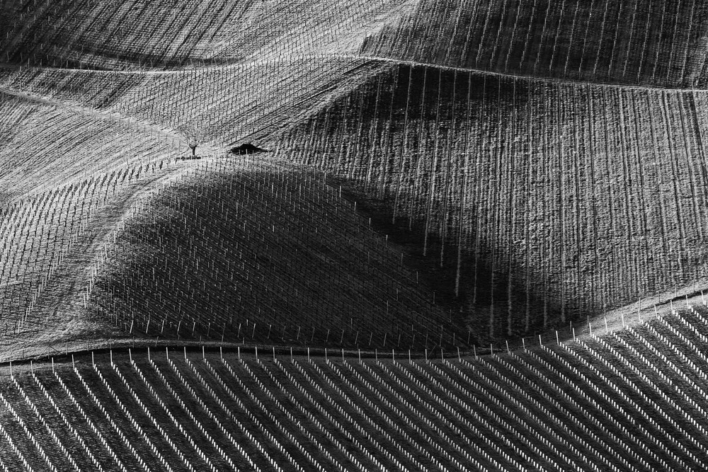 Weinland - fotokunst von Günther Reissner