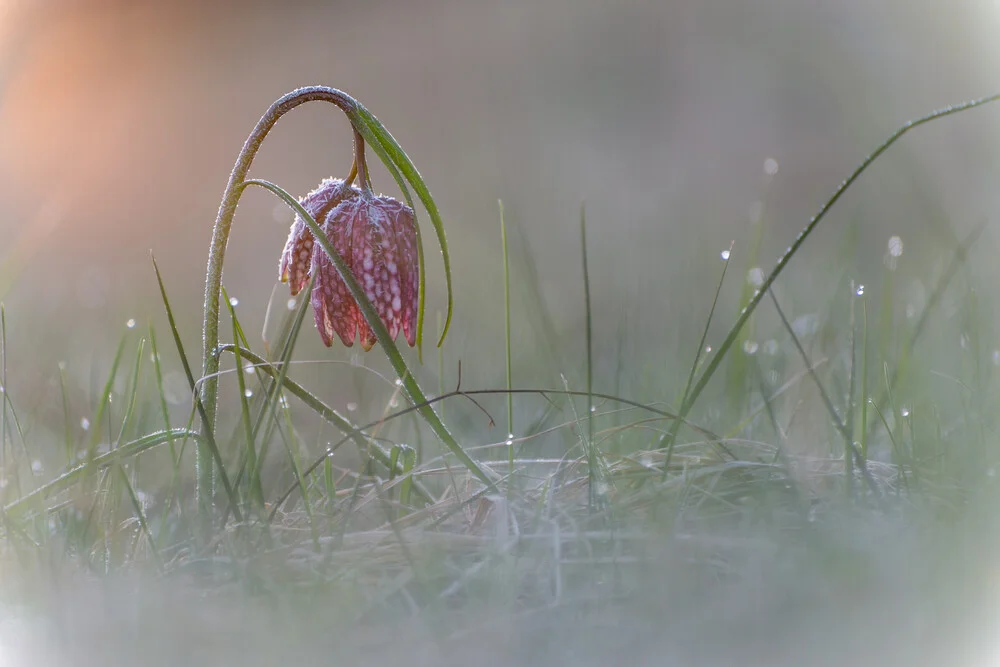 Schachblume - Fineart photography by Günther Reissner