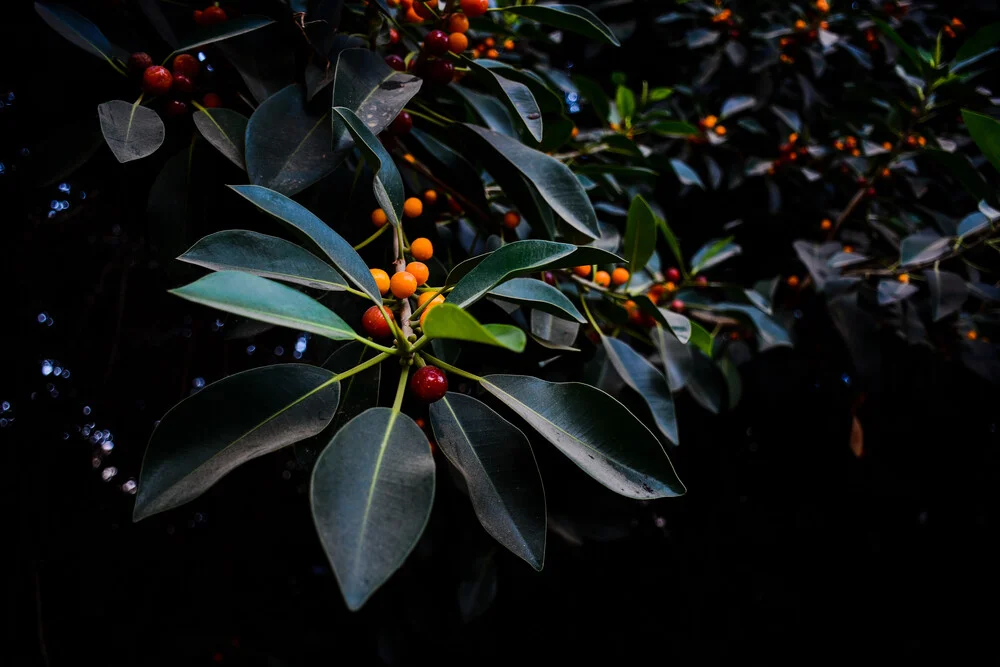 Orange, Green and Dark - fotokunst von Tal Paz-fridman