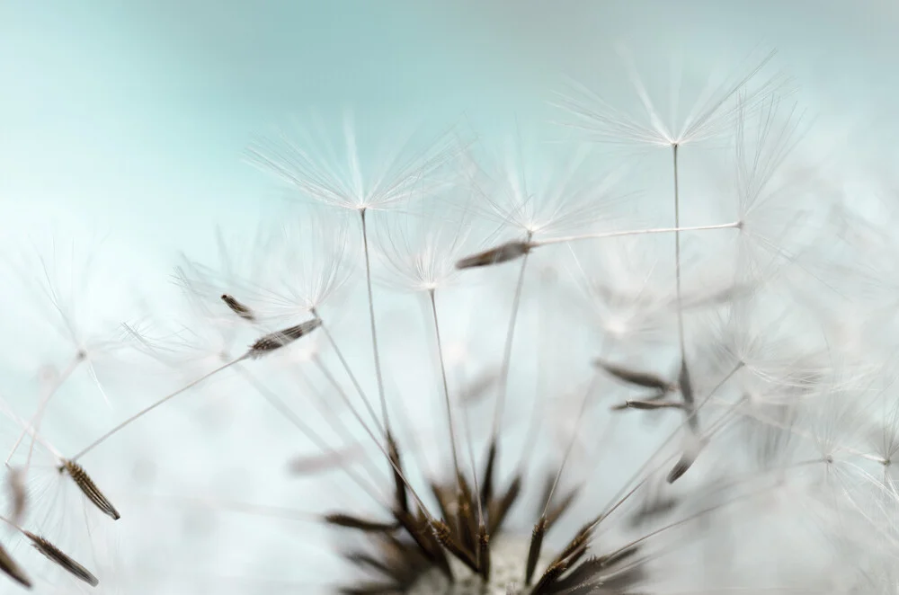 dandelion - Fineart photography by Gabriele Spörl