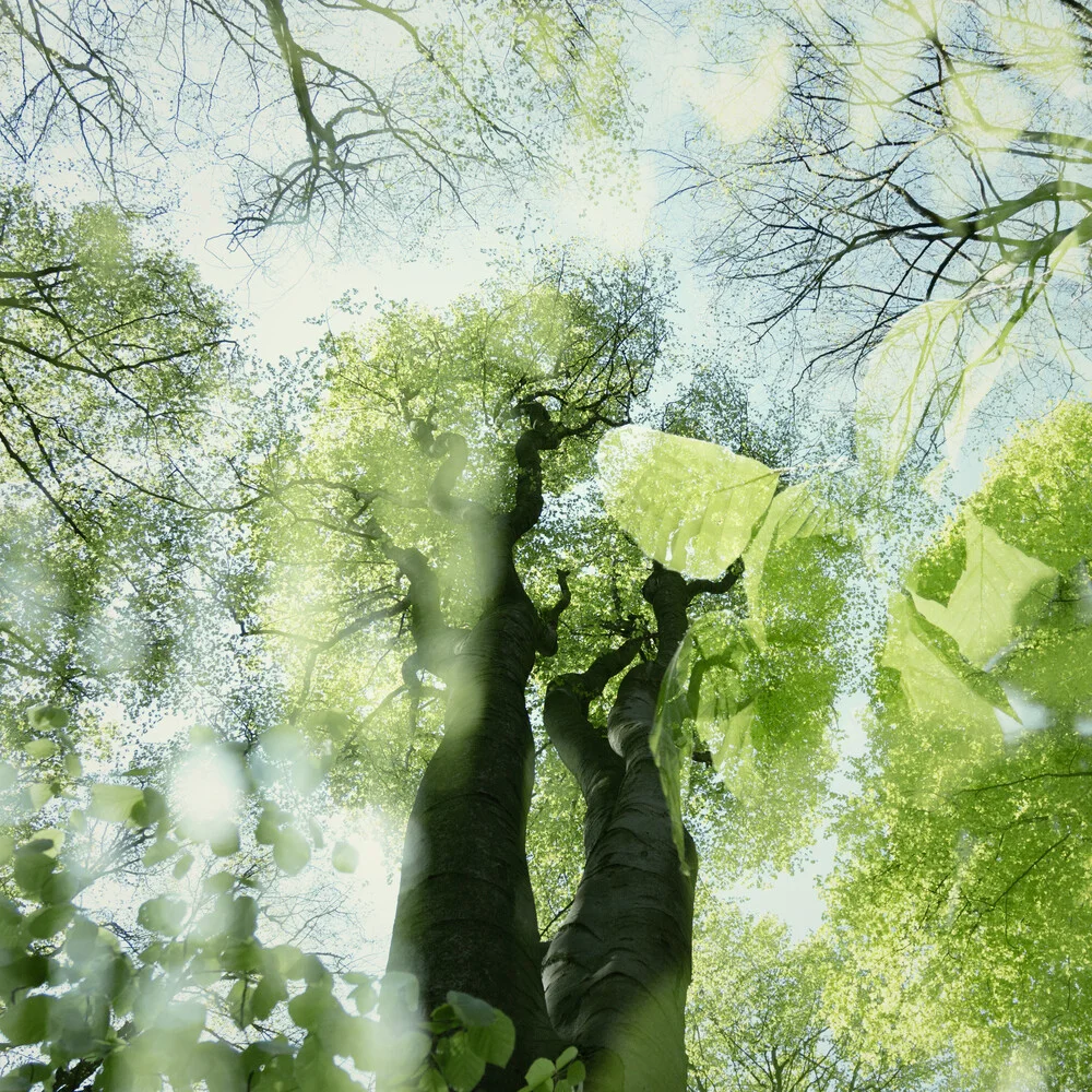Tender green in spring in the forest - Fineart photography by Nadja Jacke