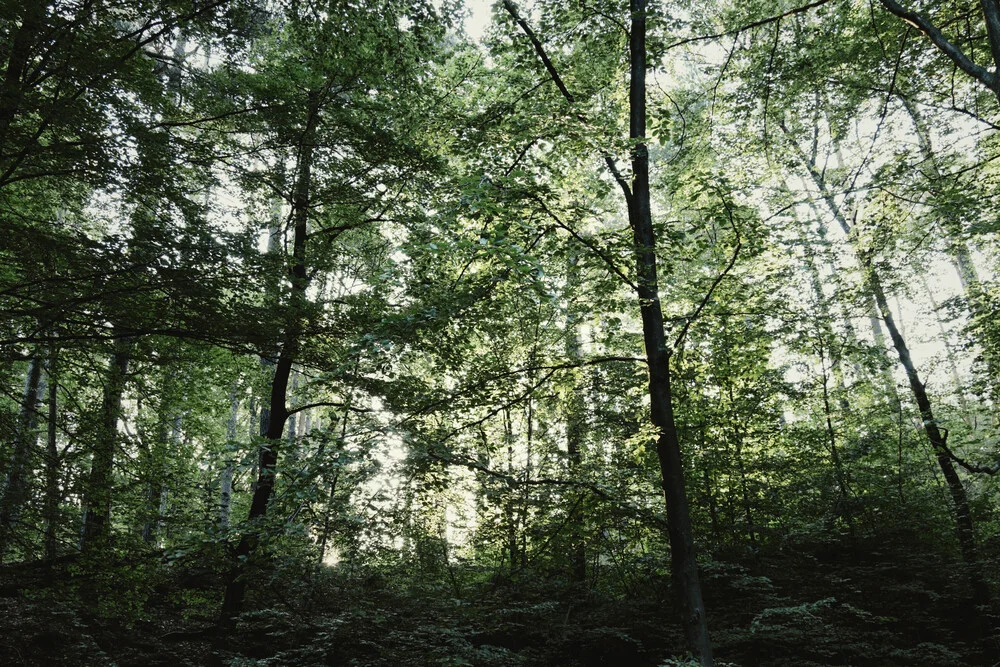 Wald im Furlbachtal im Juni - fotokunst von Nadja Jacke