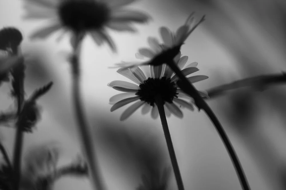 Gänseblümchen - fotokunst von Rolf Bökemeier