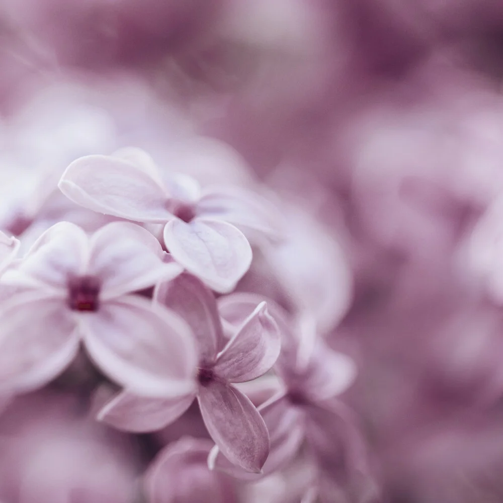 Rosa Flieder Traum - fotokunst von Nadja Jacke