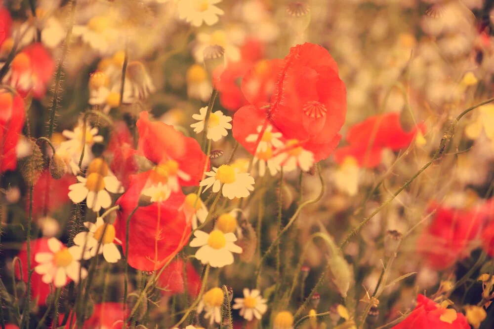 Klatschmohn - fotokunst von Rolf Bökemeier