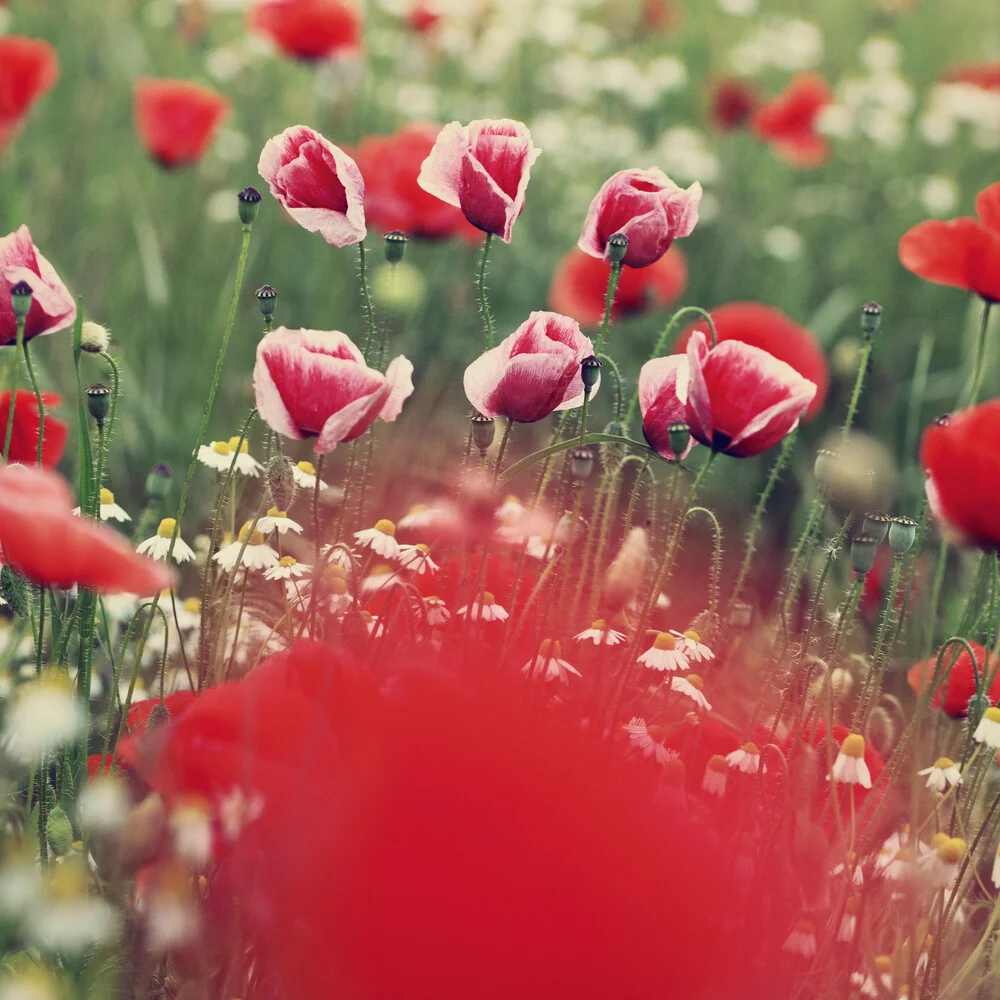 Mohn und Kamille - fotokunst von Nadja Jacke