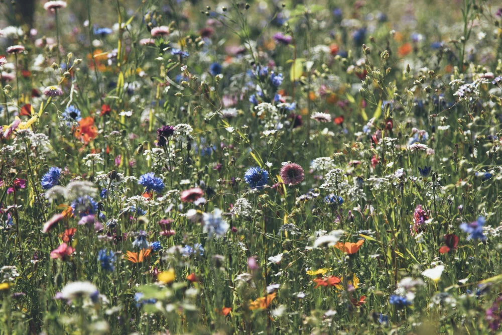 Wiese voll farbenfroher Sommerblumen - fotokunst von Nadja Jacke