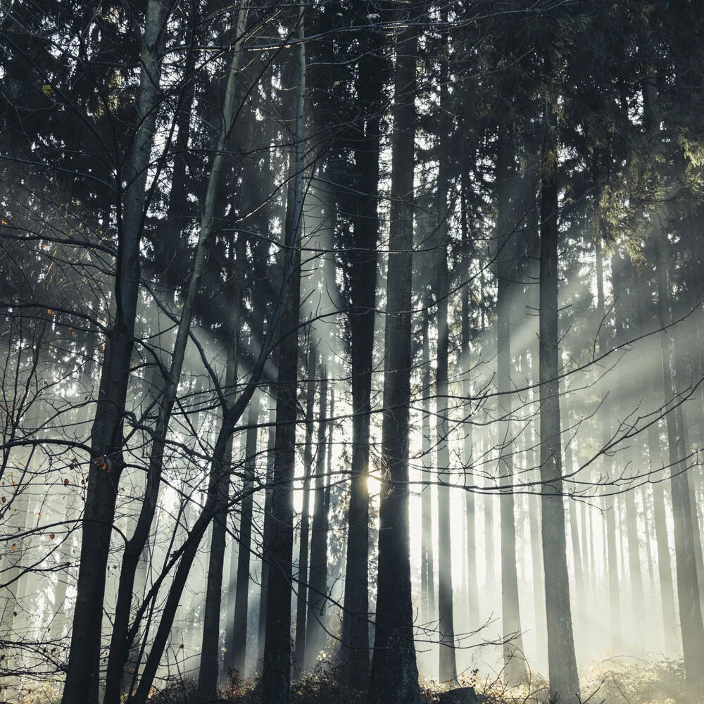 Lichtstrahlen im Teutoburger Wald - fotokunst von Nadja Jacke