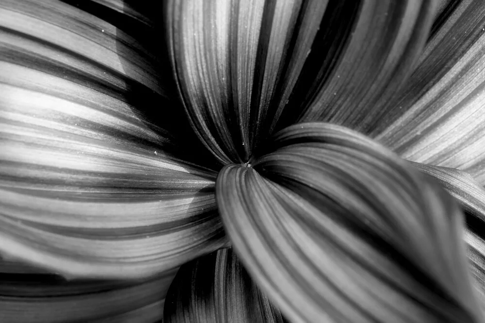 Blüte in schwarz-weiss - fotokunst von Robert Vogt