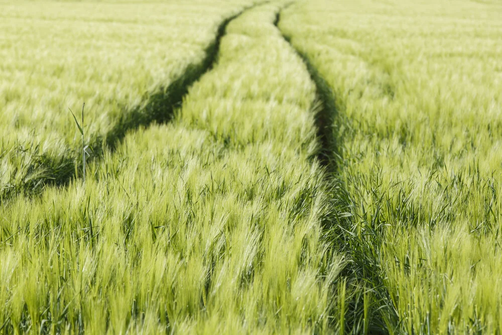 Cornfield - Fineart photography by Robert Vogt