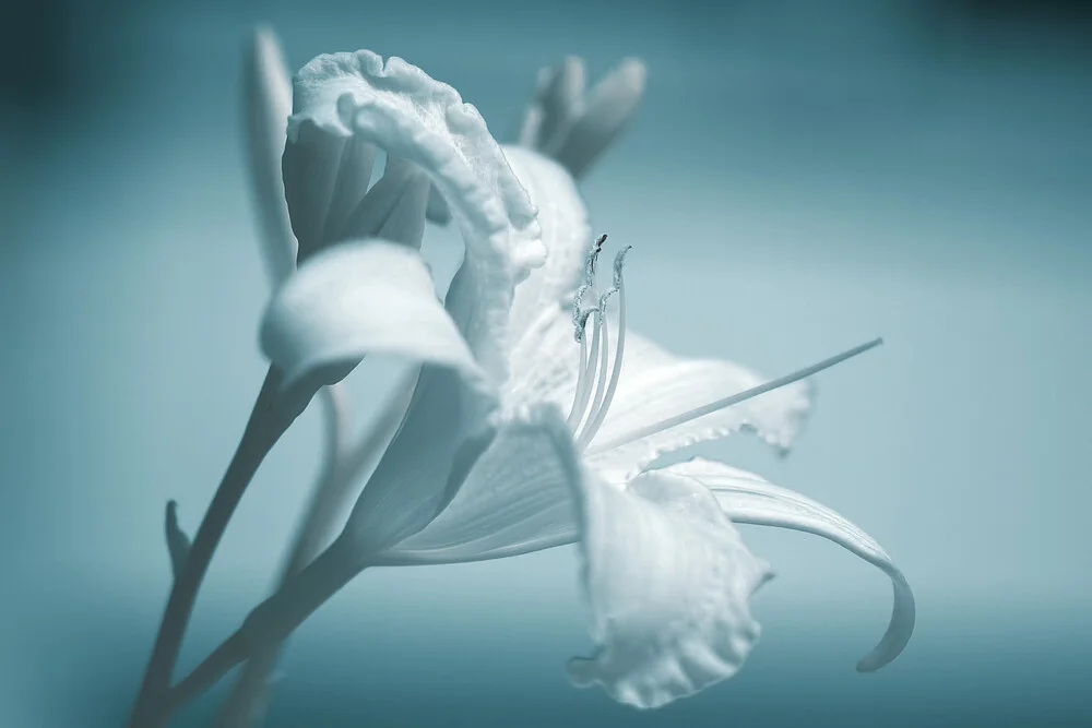 fleur-de-lys - Fineart photography by Oliver Buchmann