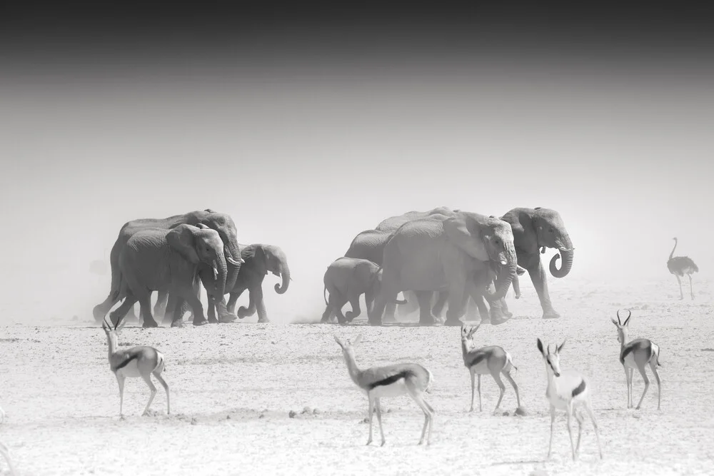 The Group - fotokunst von Tillmann Konrad