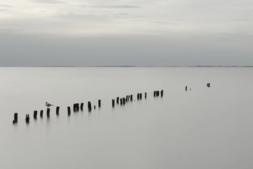 Möwe - fotokunst von Volker Benksch